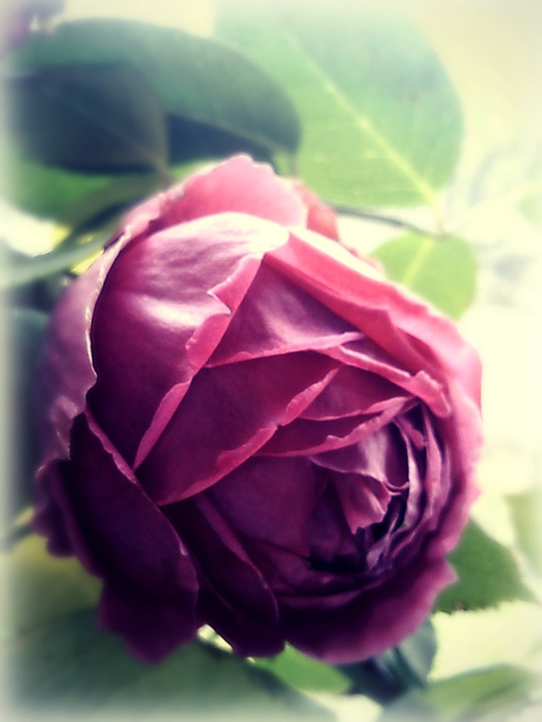 last rose3